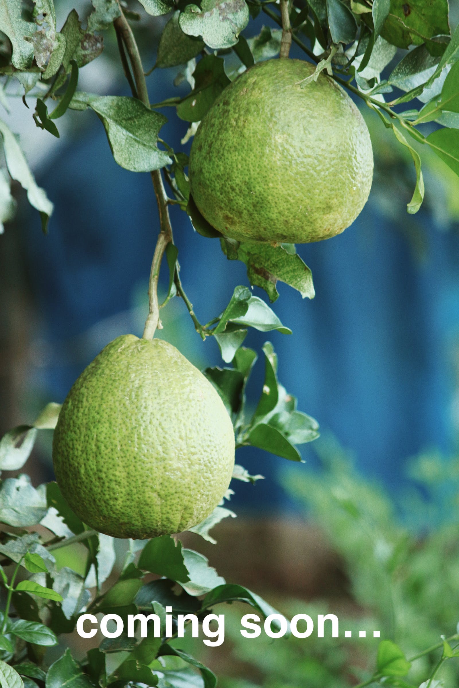 Tropical fruit